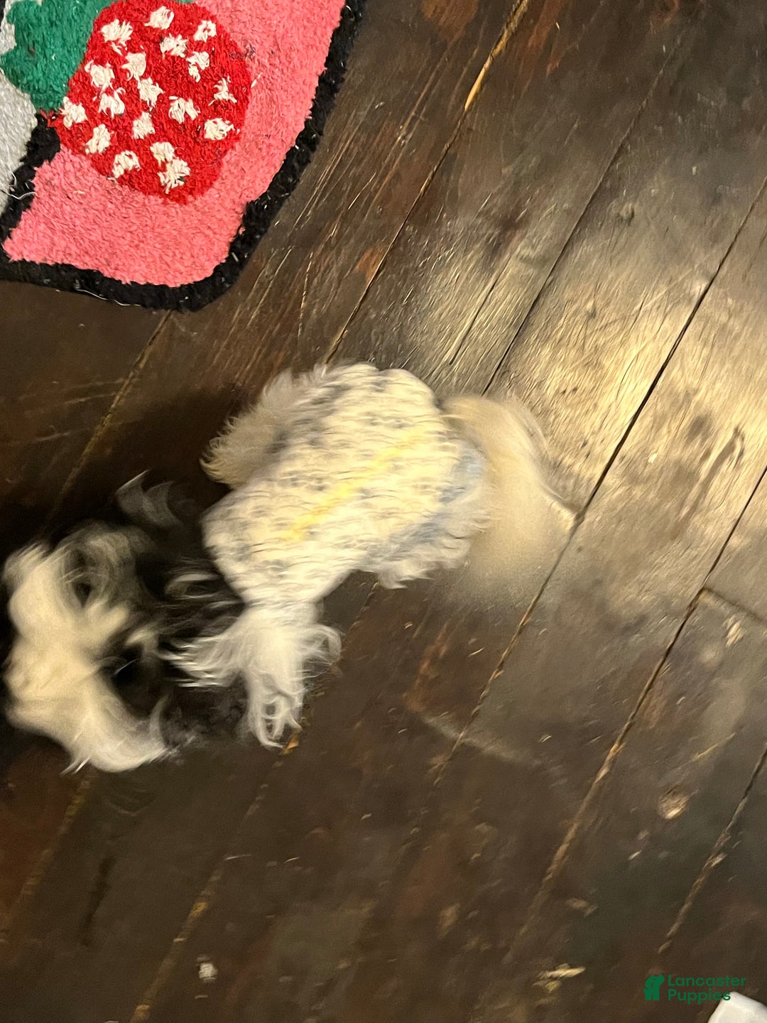 Havapoo dogs for sale: Havapoo Puppy 1 - Ad 4