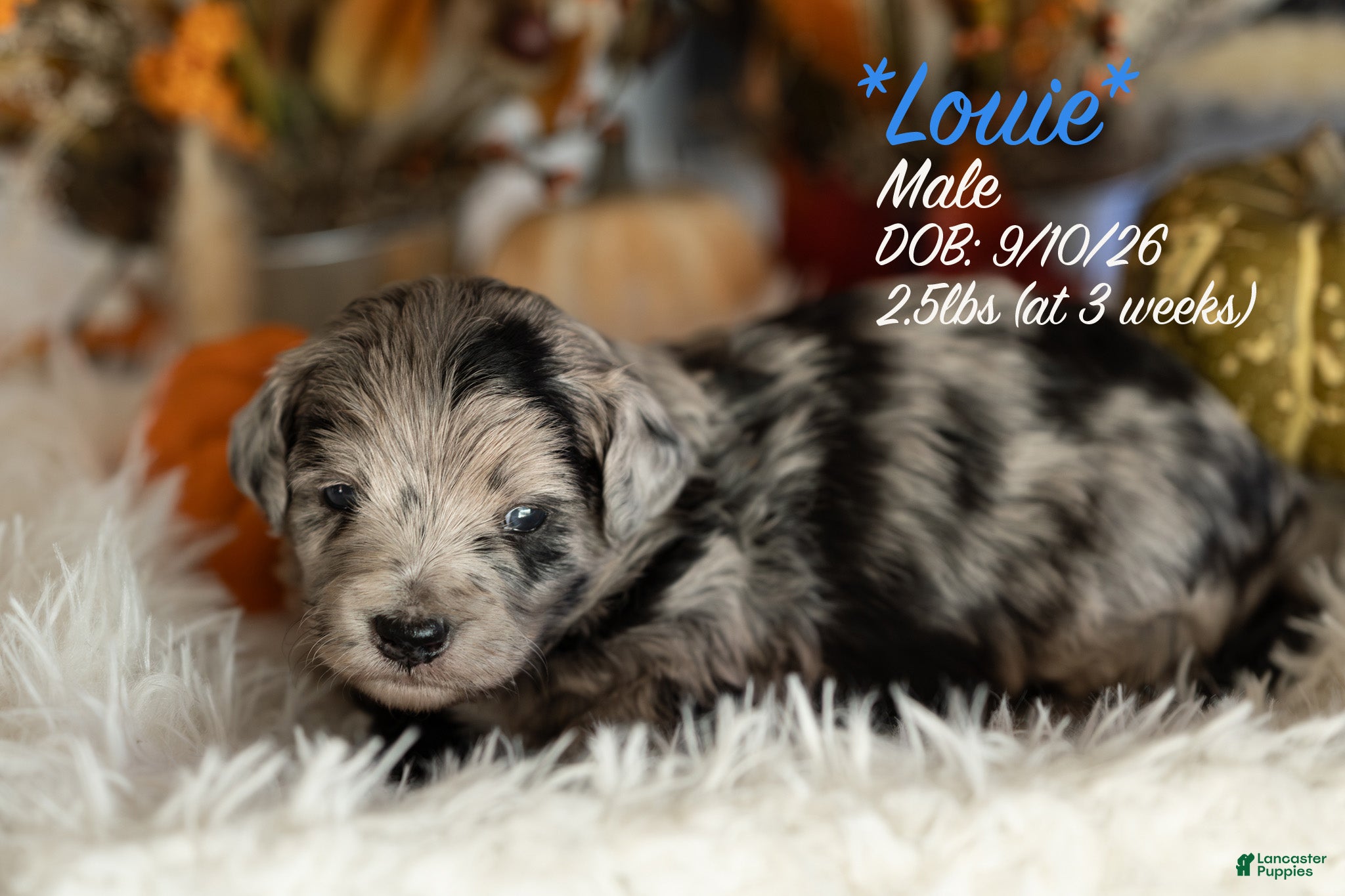 Bernedoodle dogs Louie - Ad 12