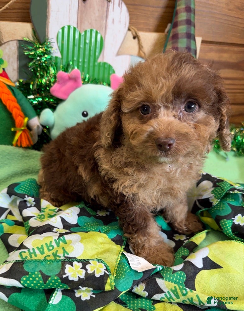 Cockapoo dogs Kate - Ad 1