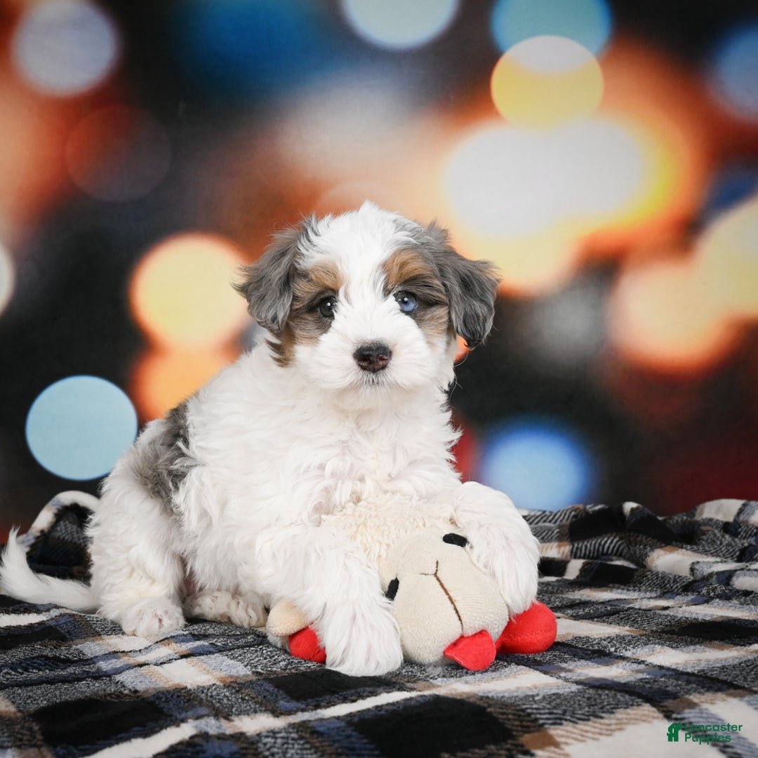 Mini Bernedoodle dogs for sale: Ginger - Ad 9