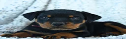 Rottweiler dogs for sale: Rhett - Ad 3