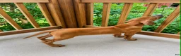 Rhodesian Ridgeback dogs for sale: Rhodesian Ridgeback -Bright  Yellow  - Ad 4