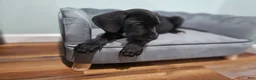 Great Dane dogs for sale: Black - Ad 4