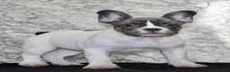 French Bulldog dogs for sale: Pearl - Ad 3