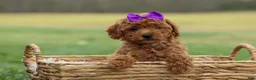Miniature Poodle dogs for sale: Zazzy - Ad 1