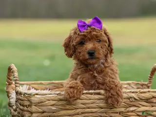 Miniature Poodle dogs for sale: Zazzy - Ad 3