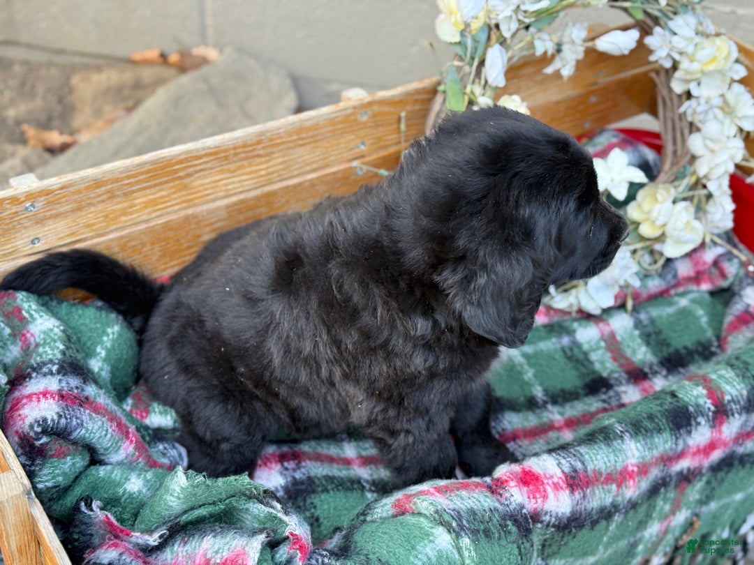 Mixed Breed dogs for sale: Rosie - Ad 9