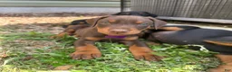 Doberman Pinscher dogs for sale:  Puppy 3 - Ad 2