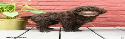 Toy Poodle dogs for sale: Jeremy - Ad 5