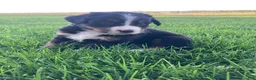 Bernese Mountain Dog dogs for sale: Ginger - Ad 8
