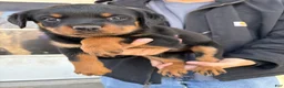 Rottweiler dogs for sale: Rottweiler Puppy 1 - Ad 4