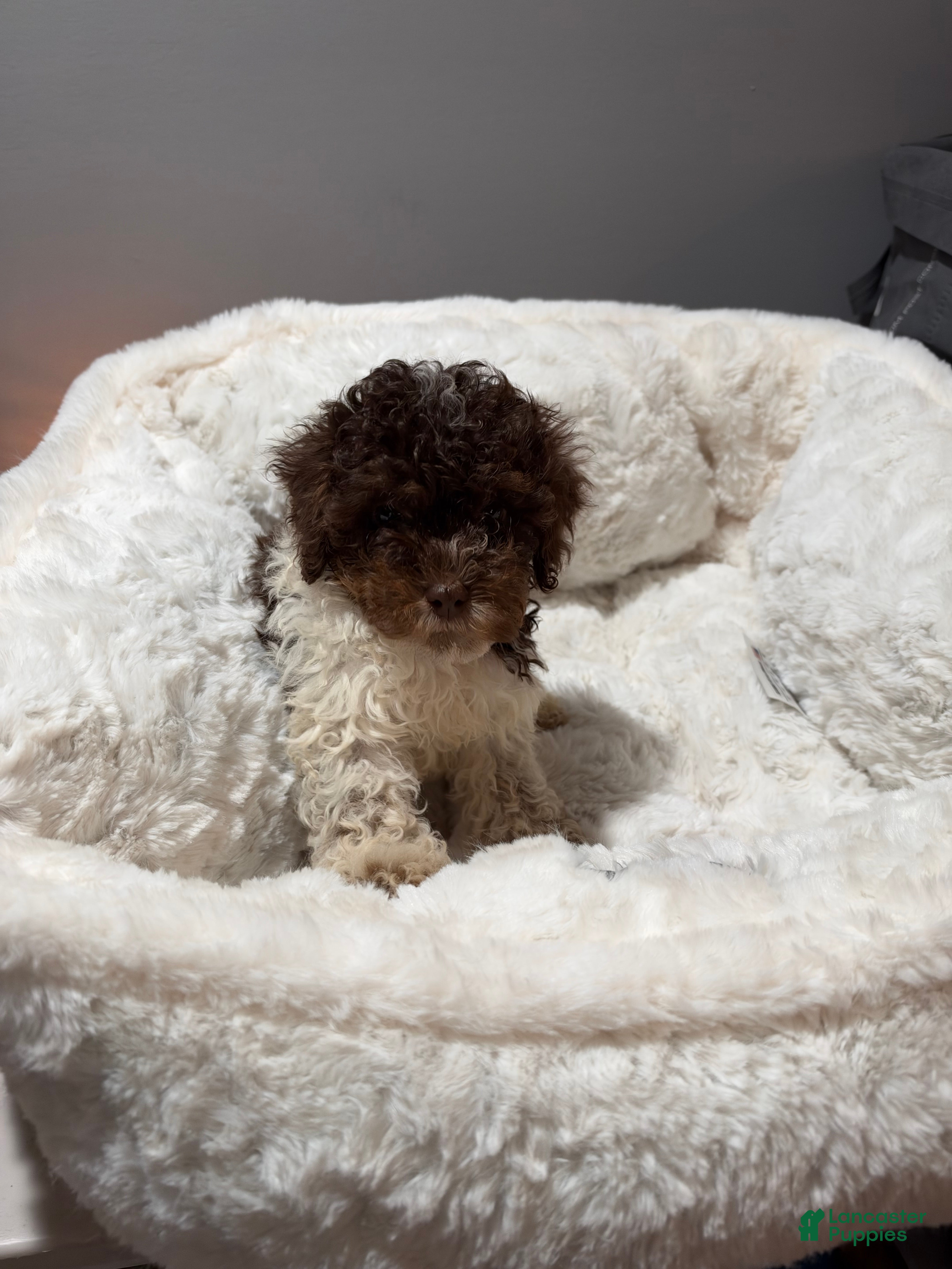 Toy Poodle dogs for sale: Tiny Bambi - Ad 4