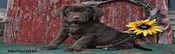 Labrador Retriever dogs for sale: Dakota - Ad 4