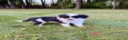 Portuguese Water Dog dogs for sale: Cooper - Ad 4