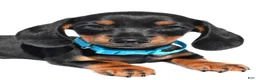 Miniature Dachshund dogs for sale: Patrick - Ad 6