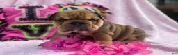 English Bulldog dogs for sale: Lily - Ad 2