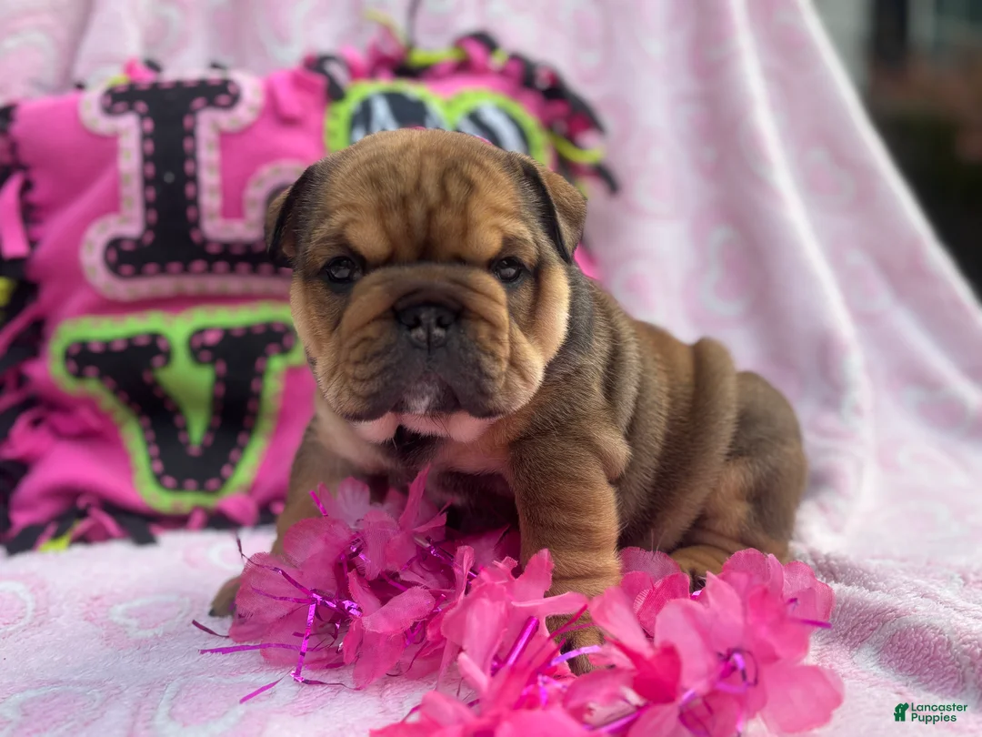 English Bulldog dogs for sale: Lily - Ad 2