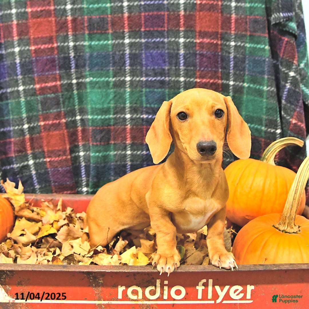 Miniature Dachshund dogs for sale: Twister - Ad 3