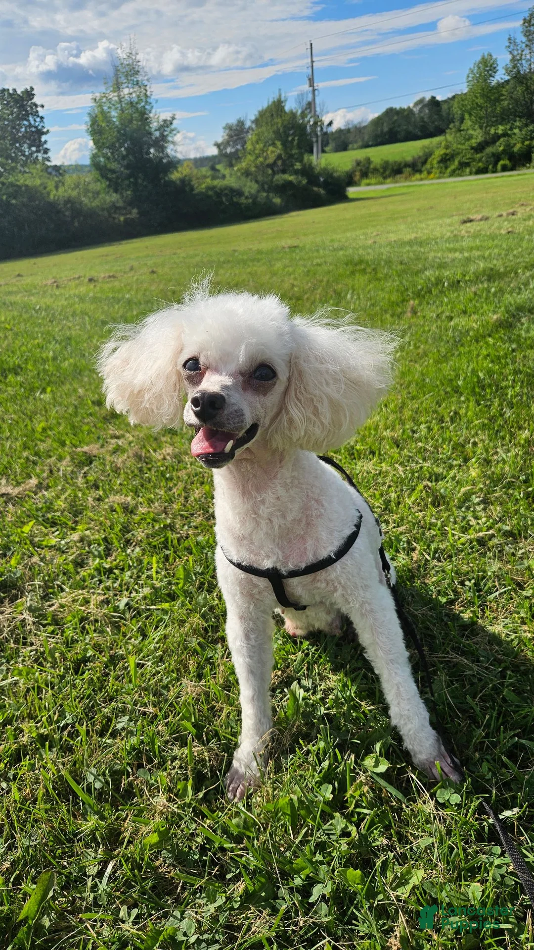 Toy Poodle dogs for sale: Poppy - Ad 6