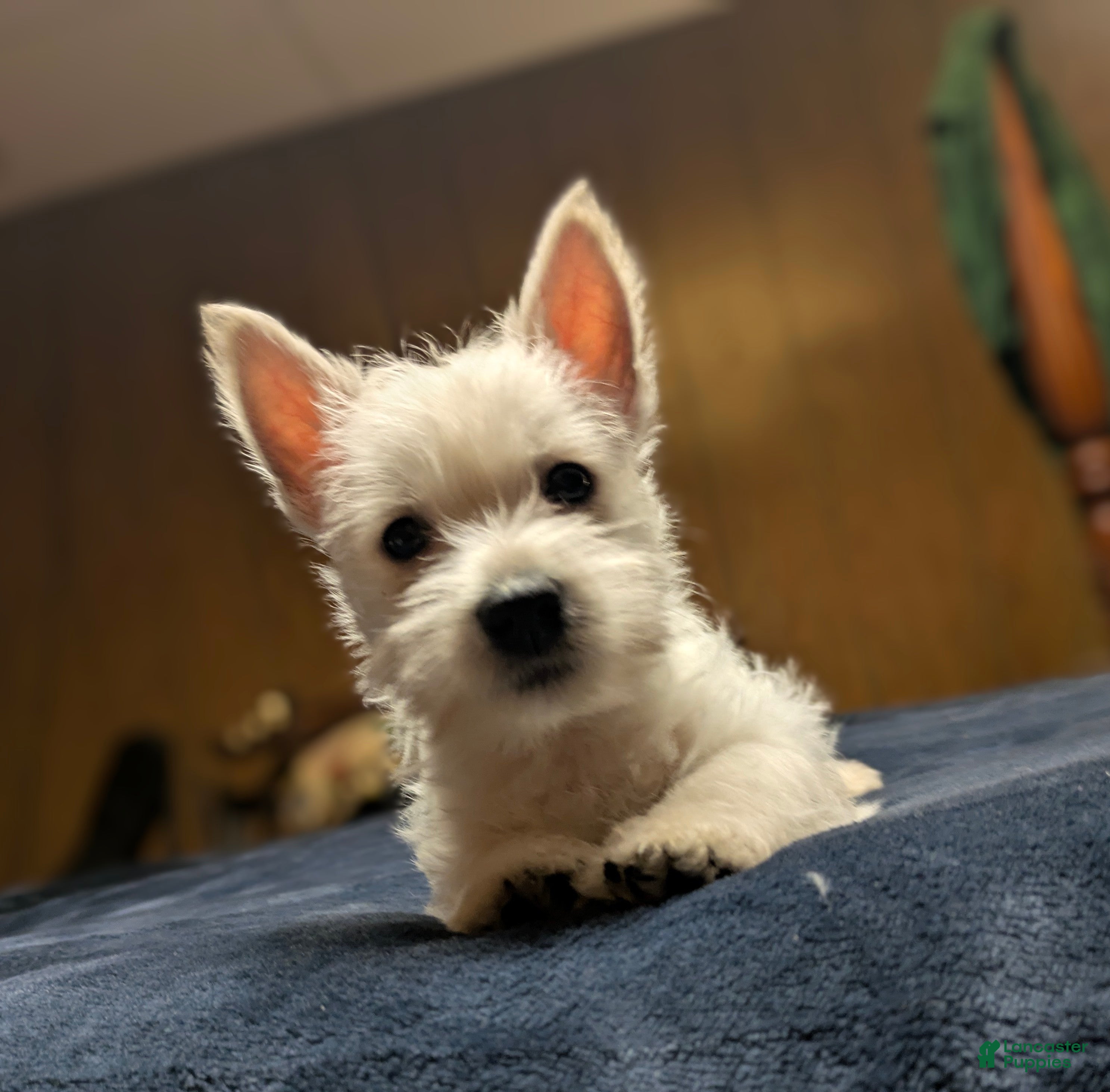 West Highland Terrier dogs Polar - Ad 1