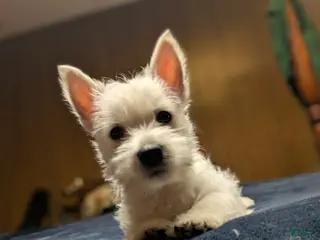 West Highland Terrier dogs Polar - Ad 1