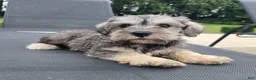 Miniature Schnauzer dogs for sale: Sammy - Ad 3