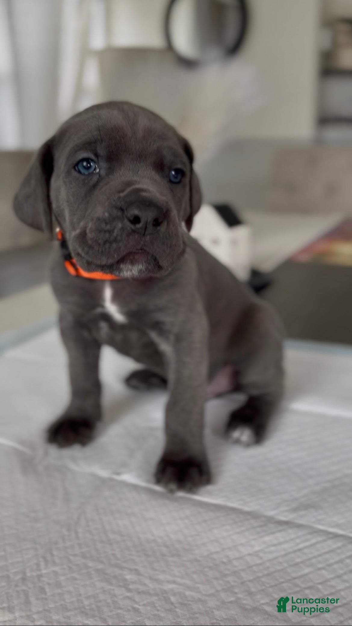 Cane Corso dogs Valor - Ad 2