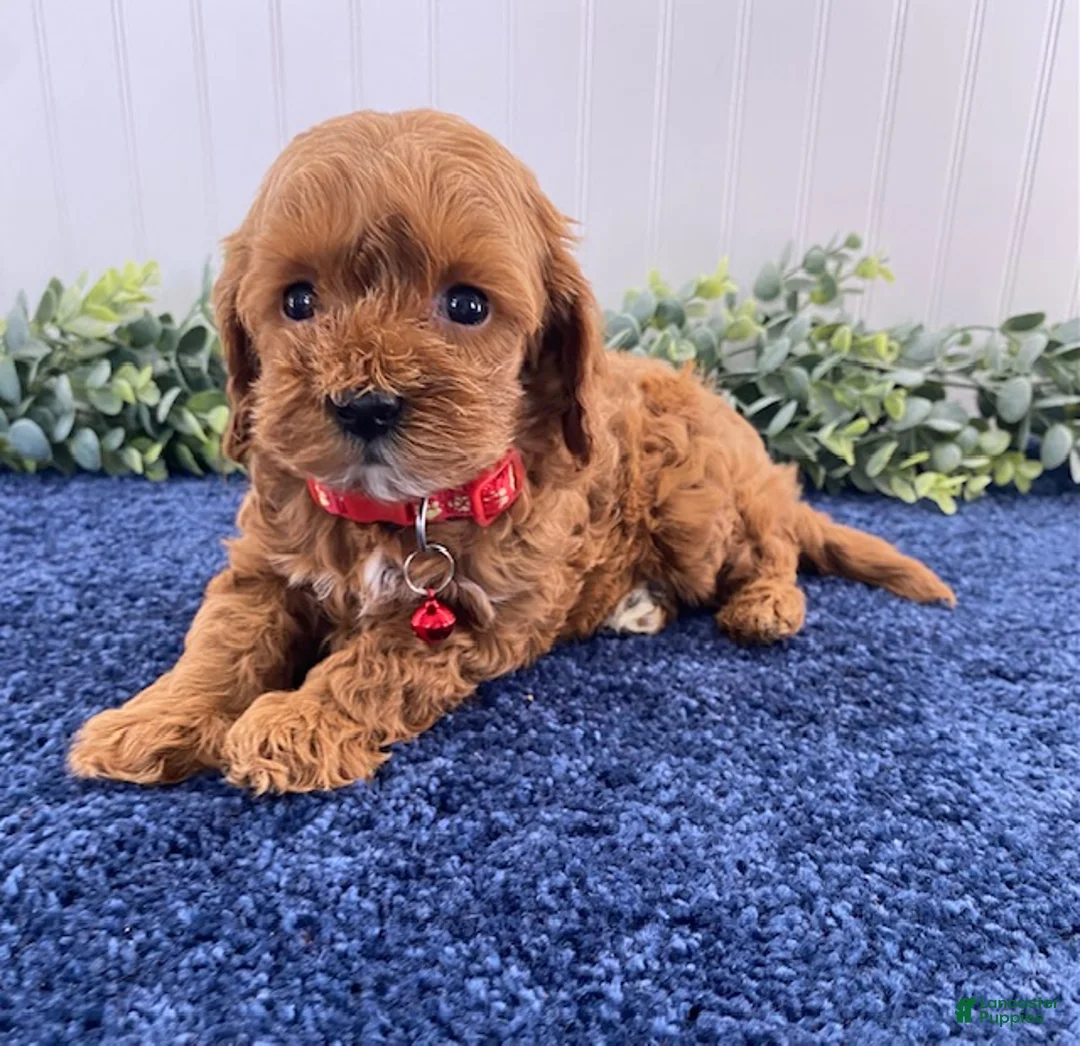 Cavapoo dogs for sale: Moe - Ad 2