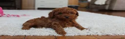 Toy Poodle dogs for sale: Mia - Ad 8