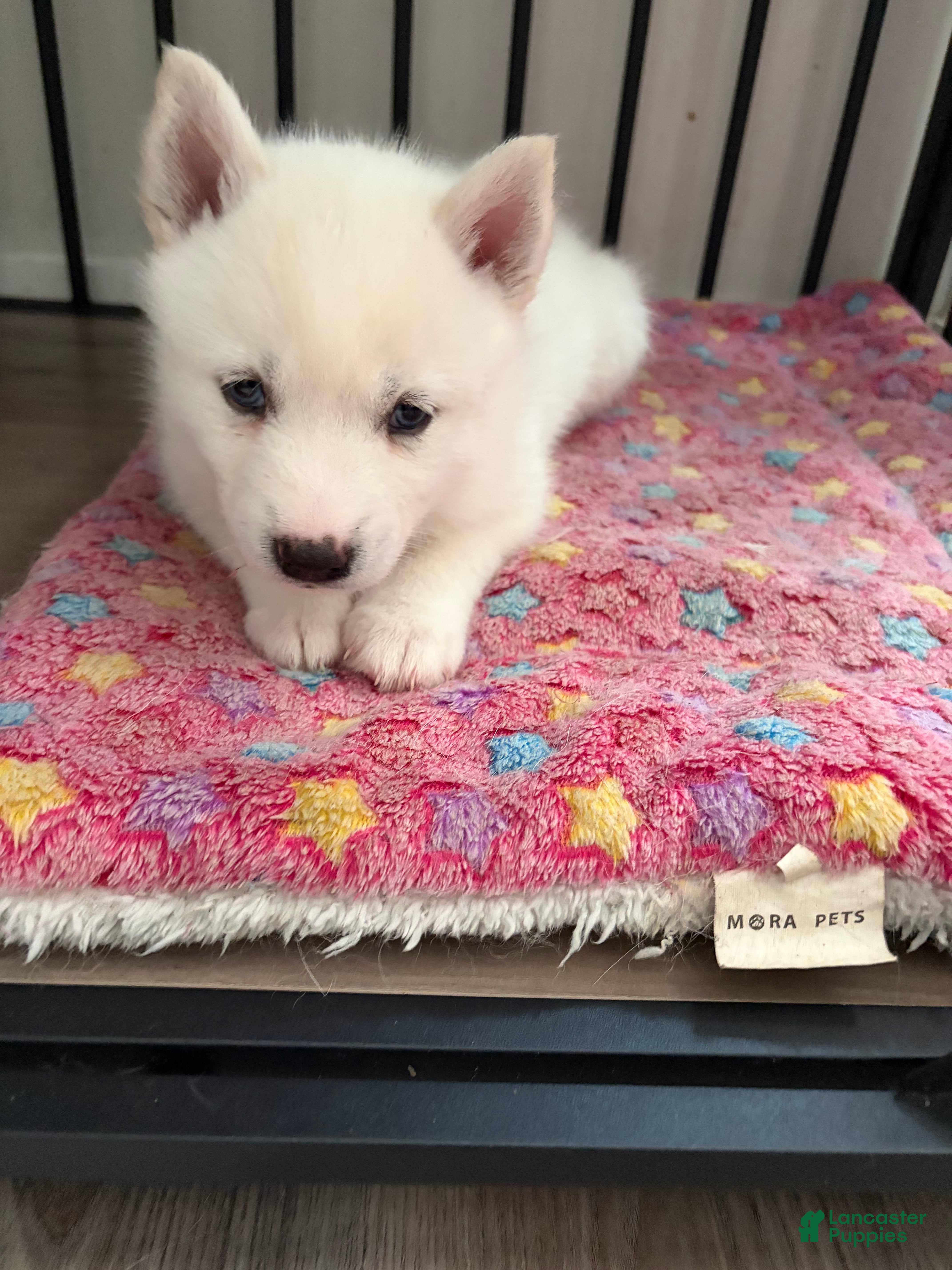 Pomsky dogs Winter  - Ad 1