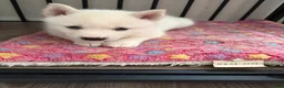 Pomsky dogs for sale: Winter  - Ad 1