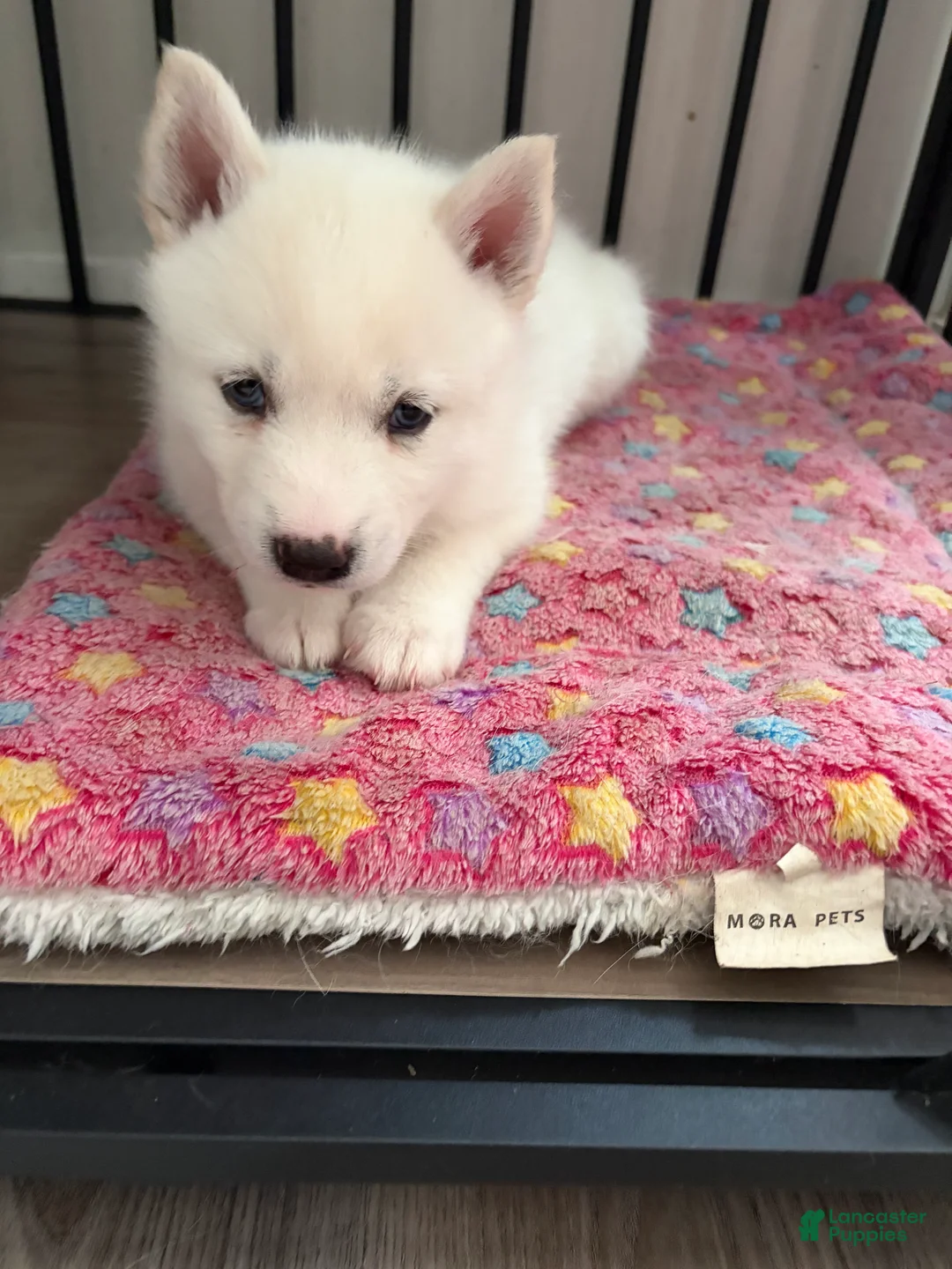 Pomsky dogs for sale: Winter  - Ad 1