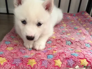 Pomsky dogs for sale: Winter - Ad 4