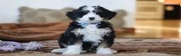 Mini Bernedoodle dogs for sale: Liam - Ad 2