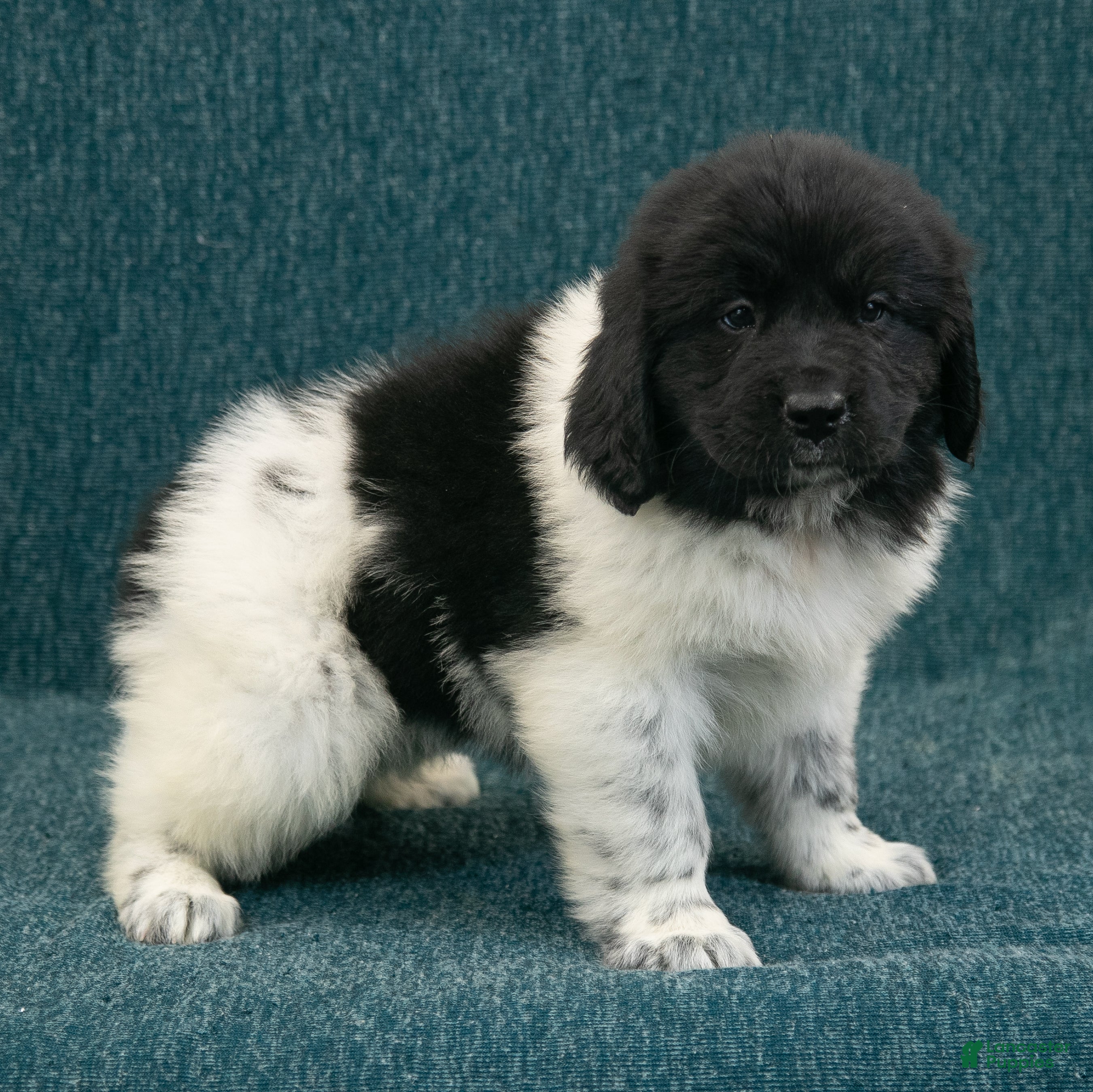 Newfoundland Puppies for sale Lancaster Puppies
