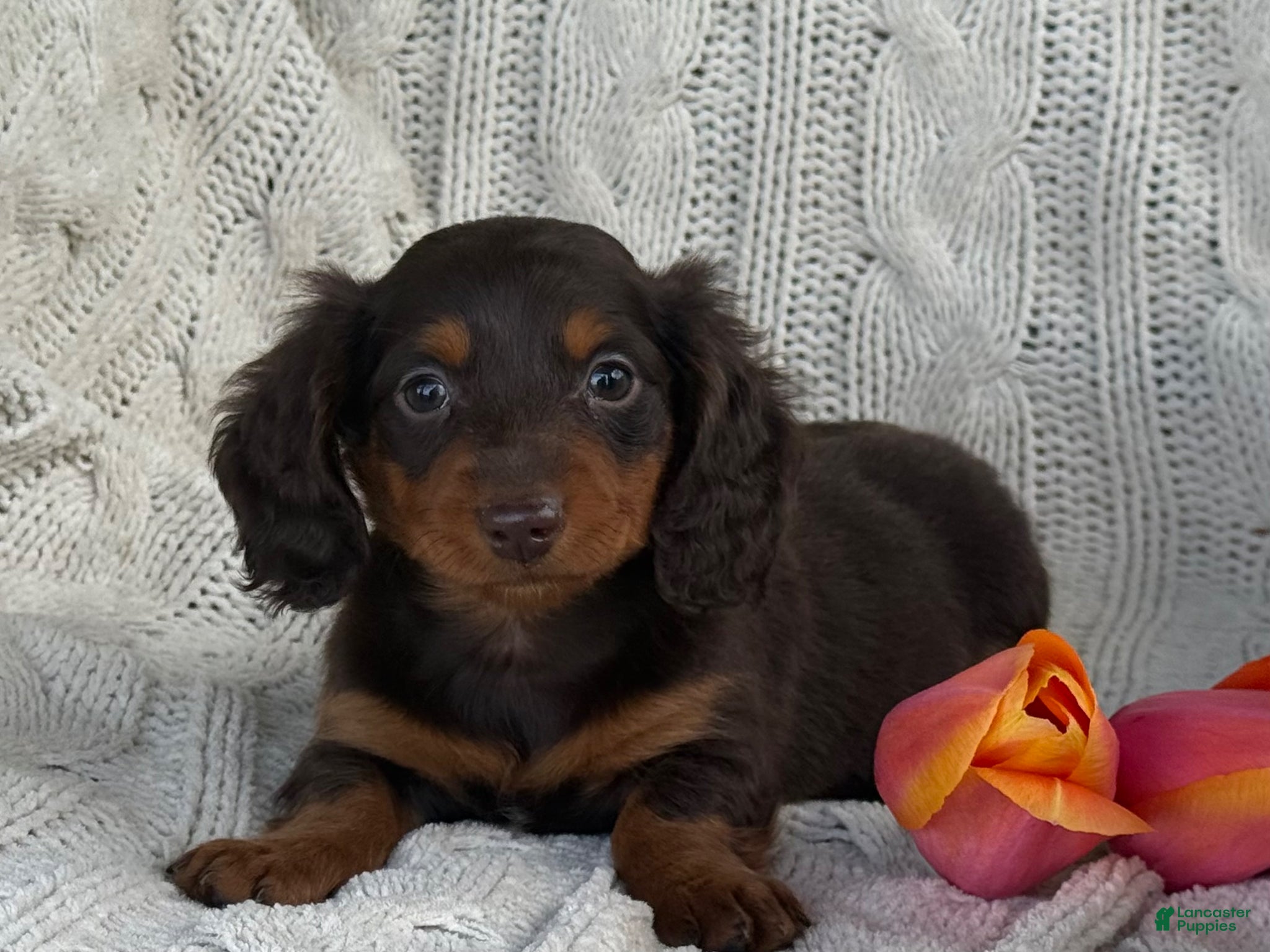 Miniature Dachshund dogs Tommy - Ad 2