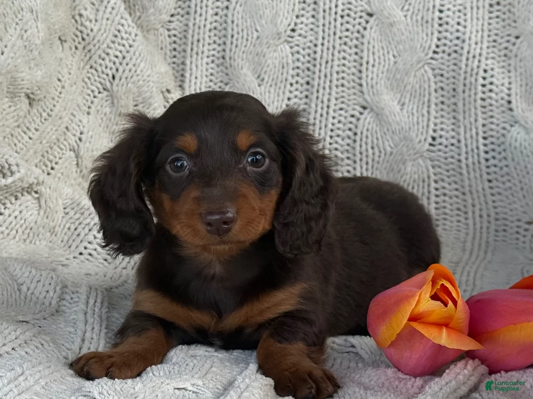 Miniature Dachshund dogs for sale: Tommy - Ad 2