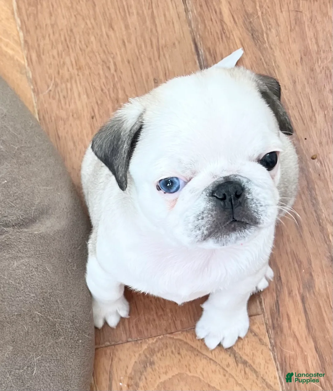 Pug dogs for sale: Pug Puppy 2 - Ad 1