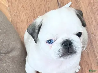 Pug dogs Pug Puppy 2 - Ad 7