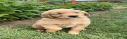 Golden Retriever dogs for sale: Callie - Ad 3