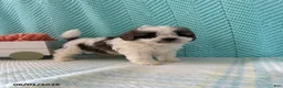 Mixed Breed dogs for sale: Miranda - Ad 3