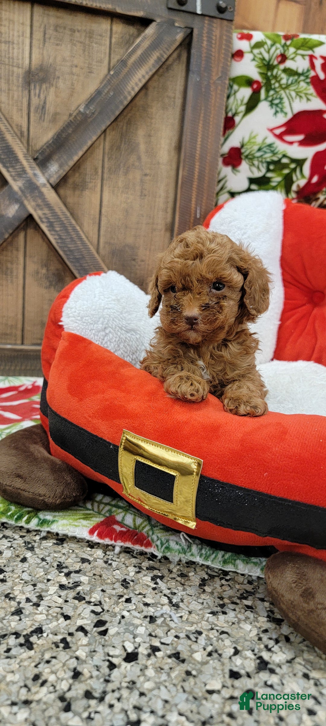 Toy Poodle dogs for sale: Midget - Ad 4