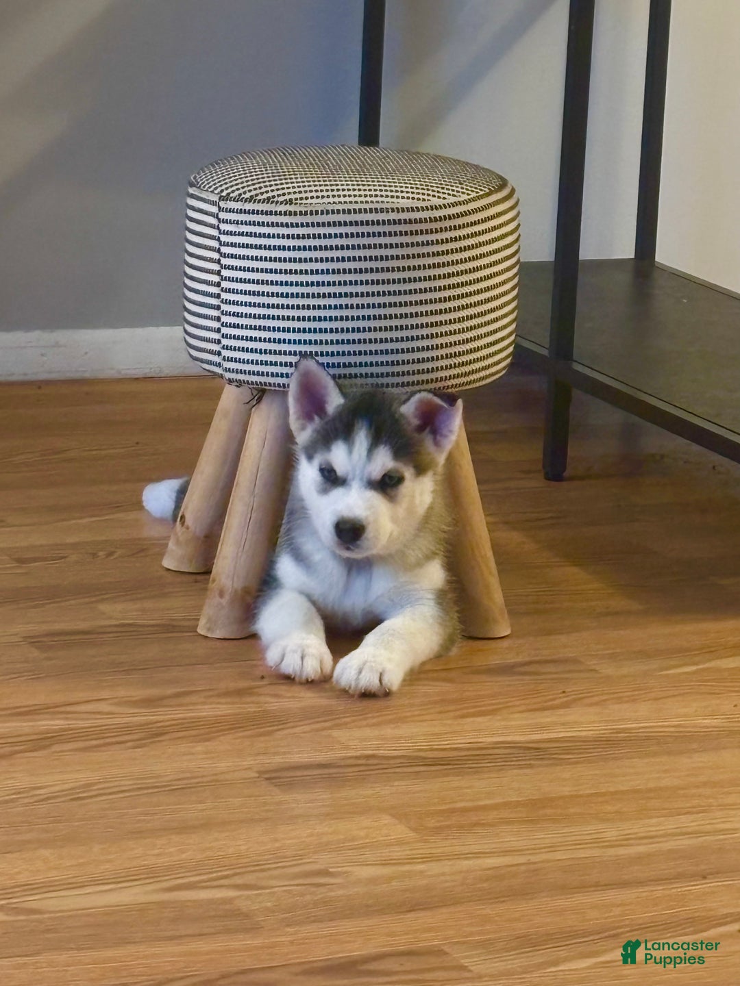 Siberian Husky dogs for sale: Siberian Husky Puppy 1 - Ad 2