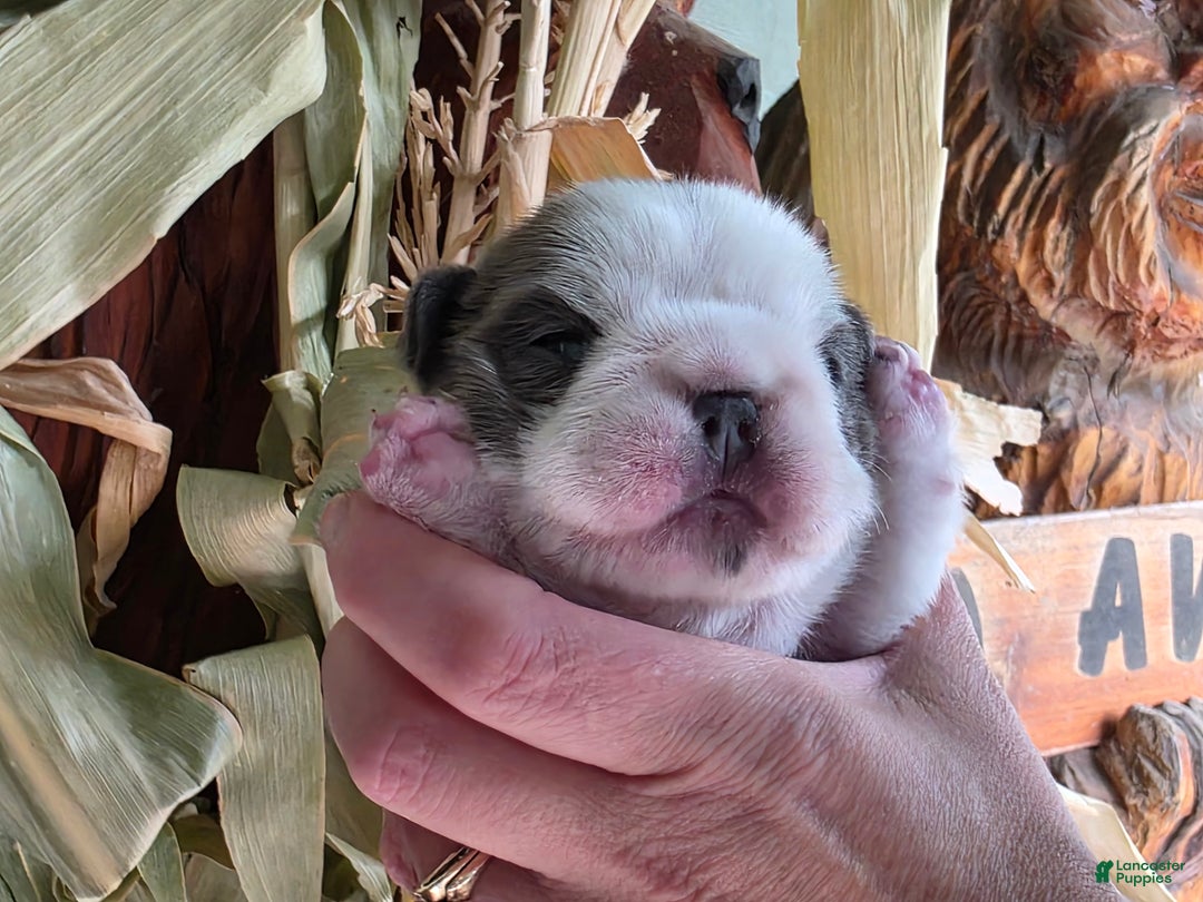 French Bulldog dogs for sale: Sven- a Blue Big Rope Frenchie - Ad 3