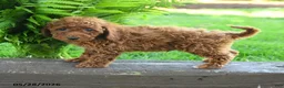 Miniature Poodle dogs for sale: Tristan - Ad 3