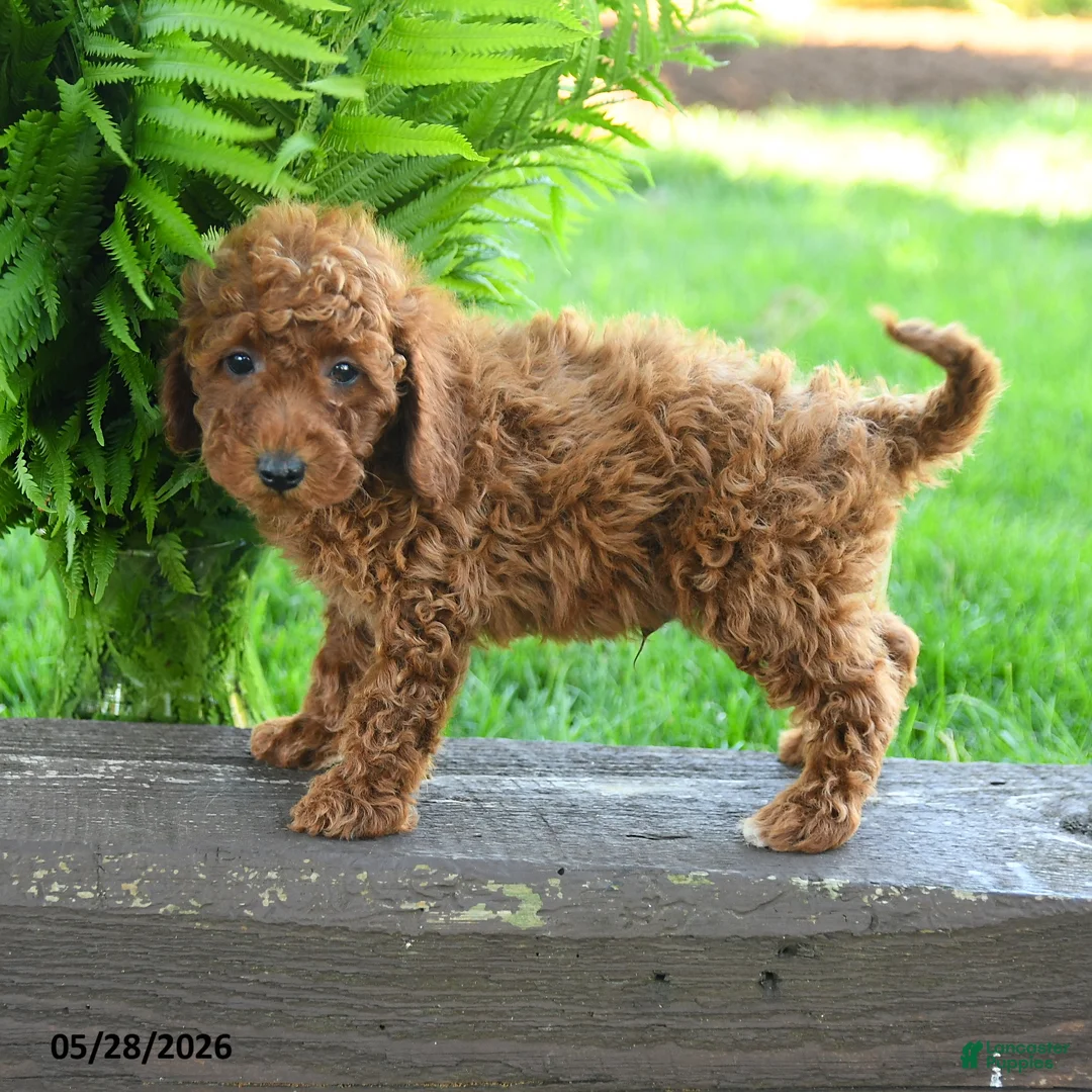 Miniature Poodle dogs for sale: Tristan - Ad 3