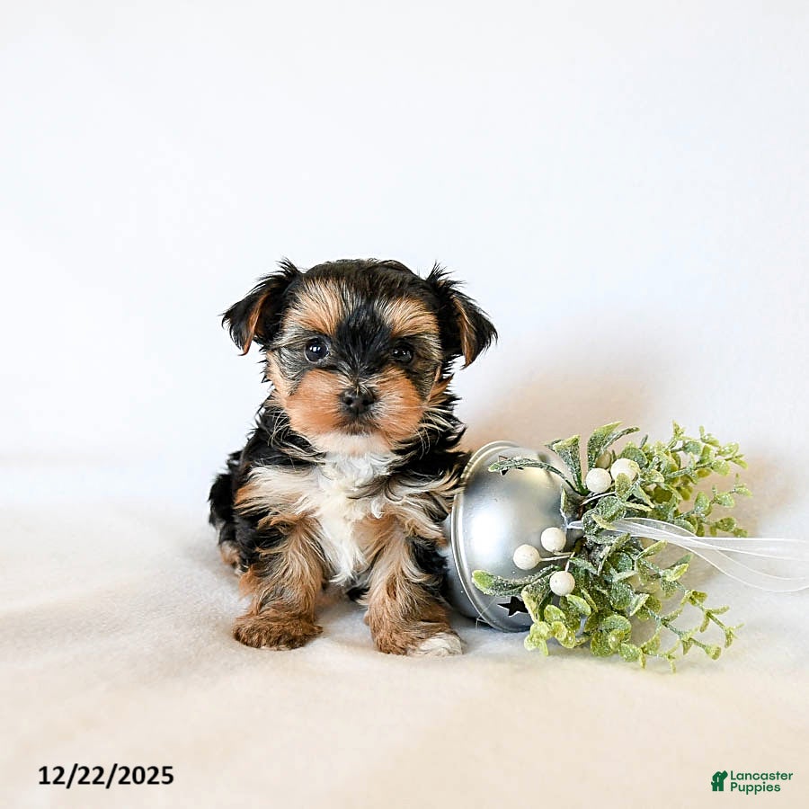 Yorkshire Terrier dogs Judy - Ad 25