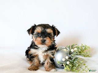 Yorkshire Terrier dogs Judy - Ad 25