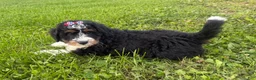 Bernedoodle dogs for sale: Skye - Ad 3