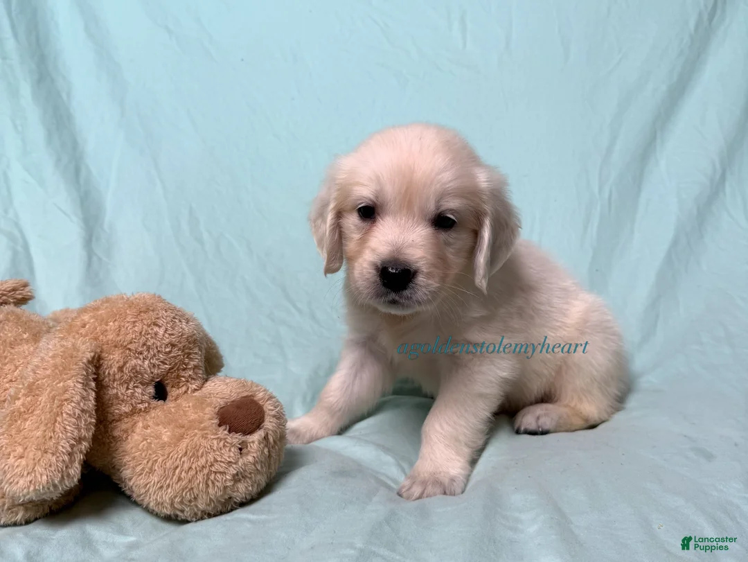Golden Retriever dogs for sale: Misty - Ad 2
